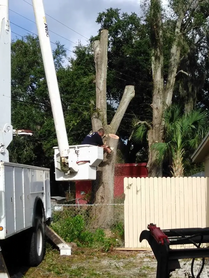 Tree Care Work